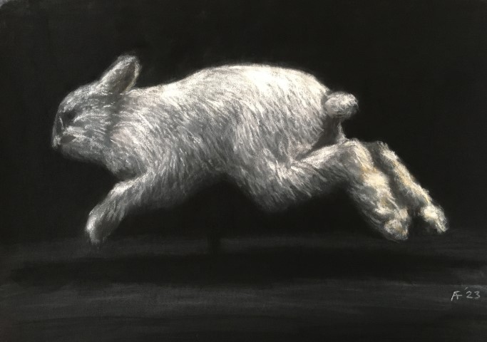 Snowshoe Hare, Royal Alberta Museum: Pandemic Drawing # 53
