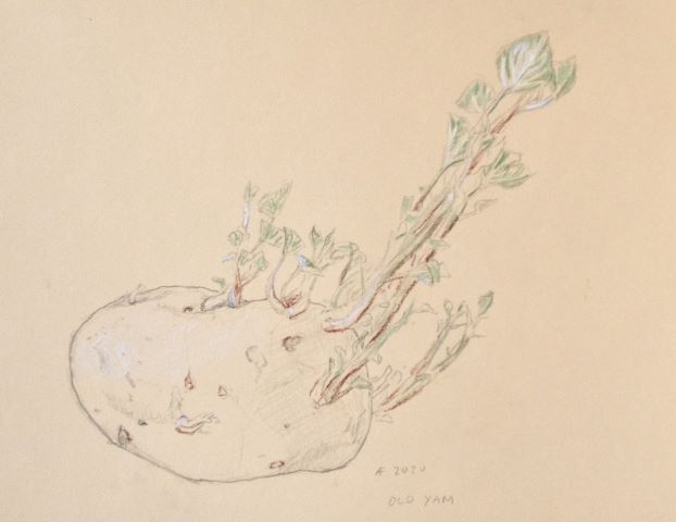 Old Yam