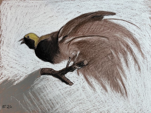 Bird of Paradise