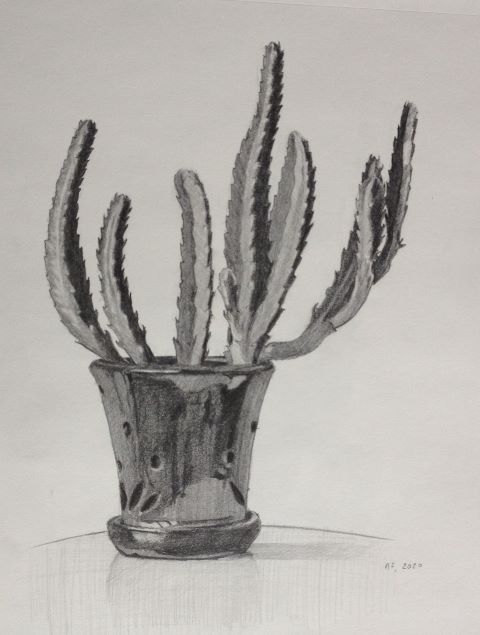 Plant