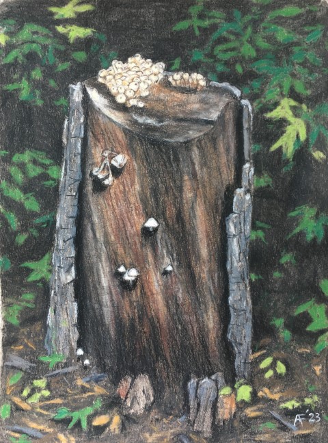 Stump, River Valley, Edmonton: Drawing #58